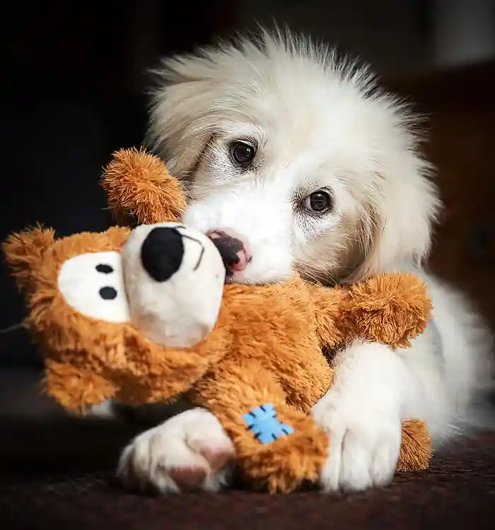 Hund mit Teddybär im Maul