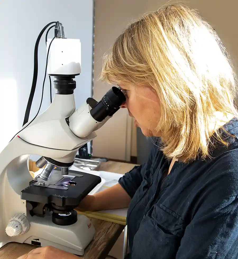 Dr. Horn am Mikroskop