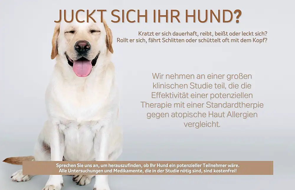 Flyer: Atopiestudie beim Hund