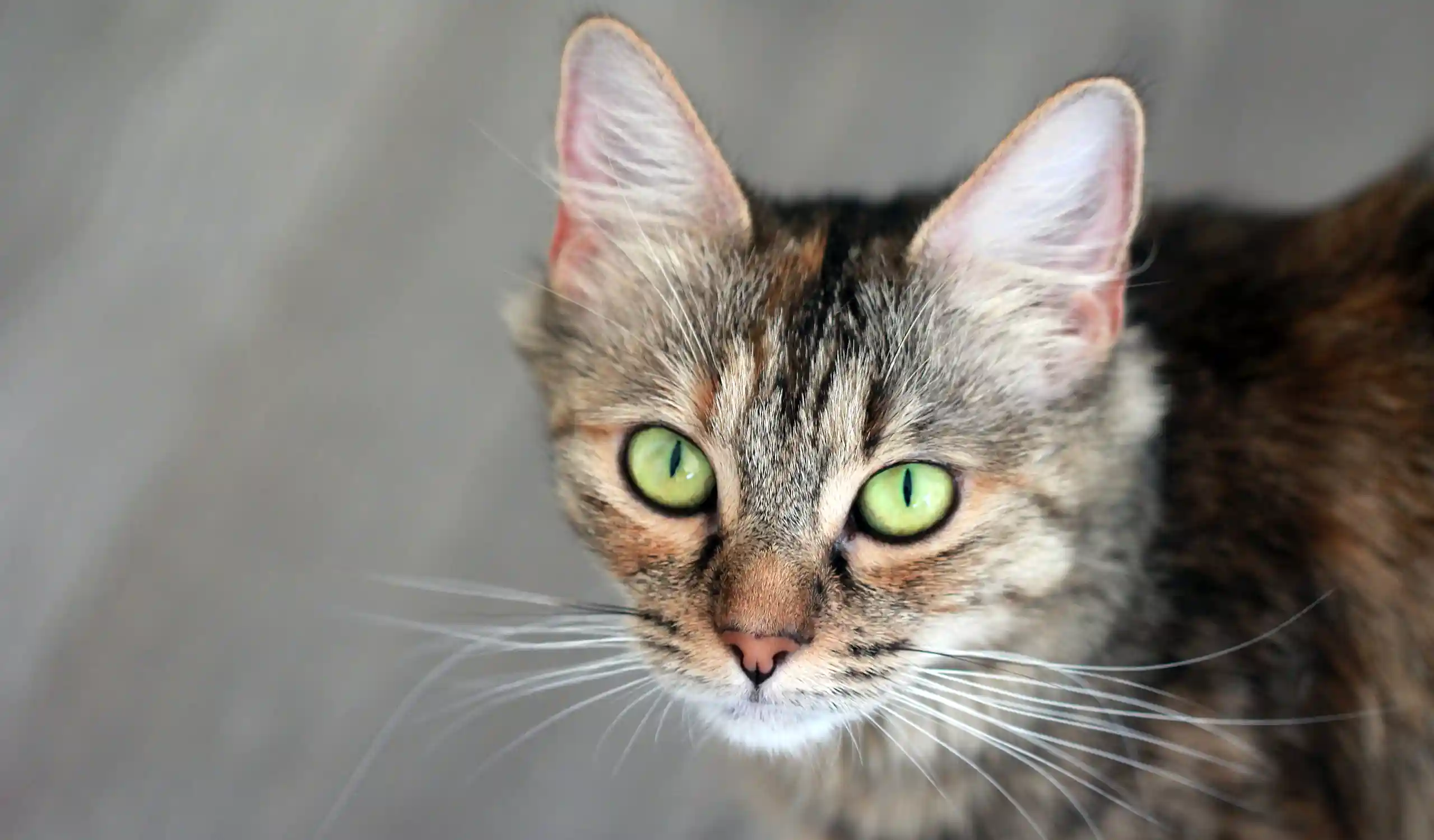 Katze mit grüngelben Augen